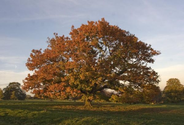 Rosewood Estate, North Oxfordshire 